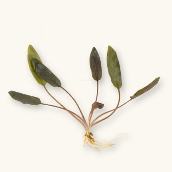 Cryptocoryne beckettii petchii ADET