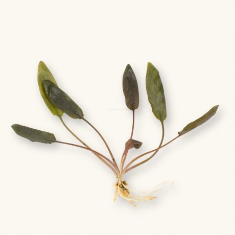 Cryptocoryne beckettii petchii DEMET