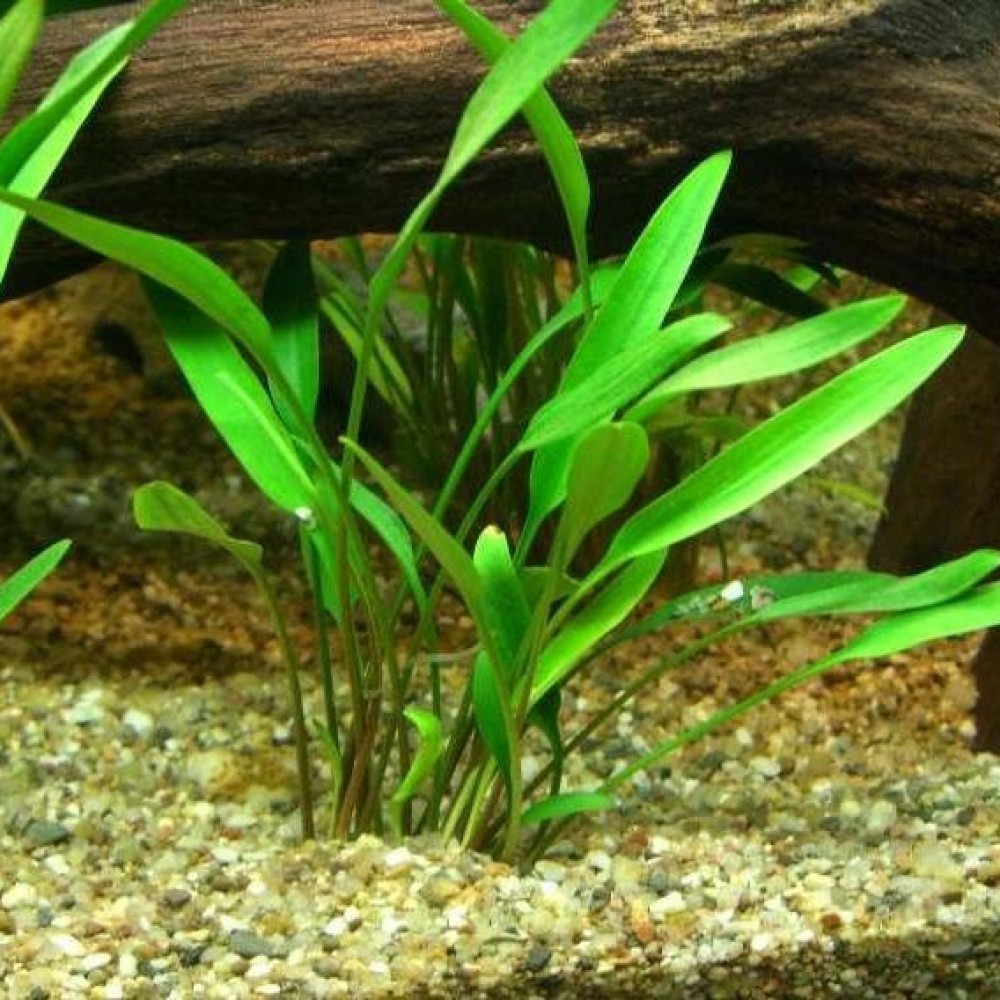 Cryptocoryne lucens SAKSI