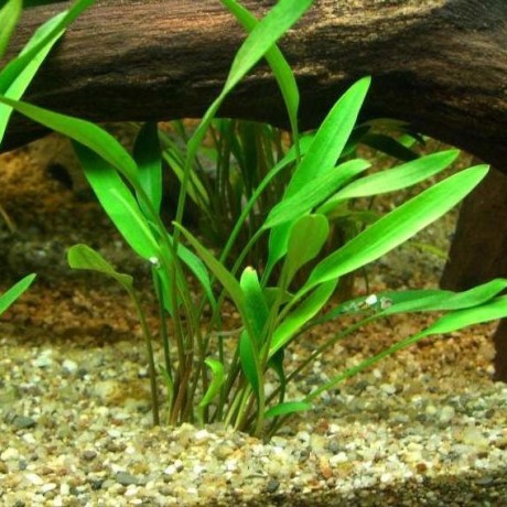 Cryptocoryne lucens SAKSI