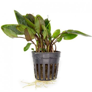 Cryptocoryne wendtii brown SAKSI