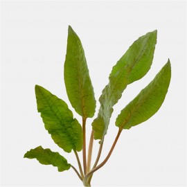 Cryptocoryne wendtii brown ADET