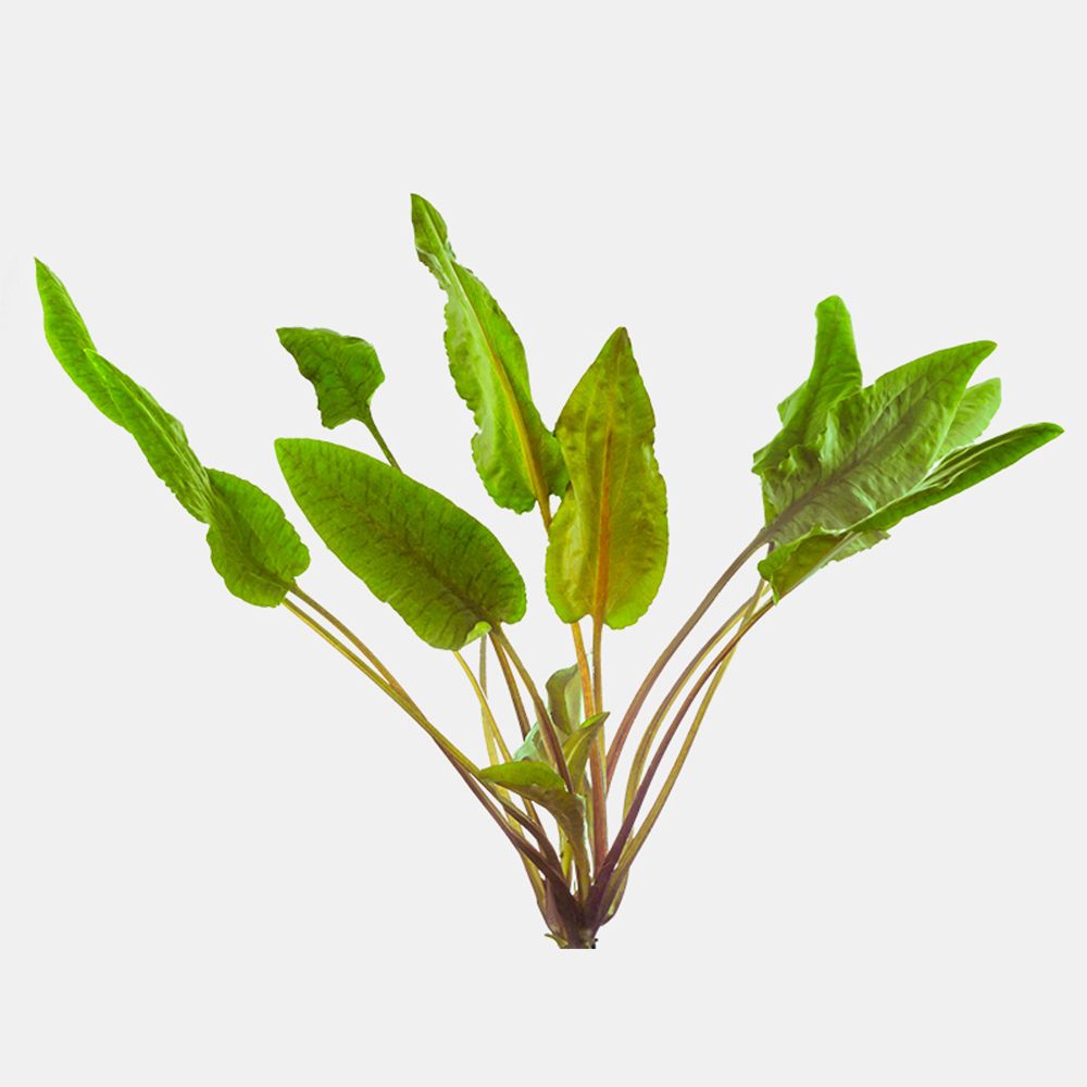 Cryptocoryne wendtii brown ADET