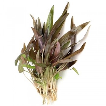 Cryptocoryne wendtii brown indonesia ADET