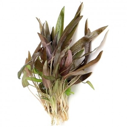 Cryptocoryne wendtii brown indonesia DEMET