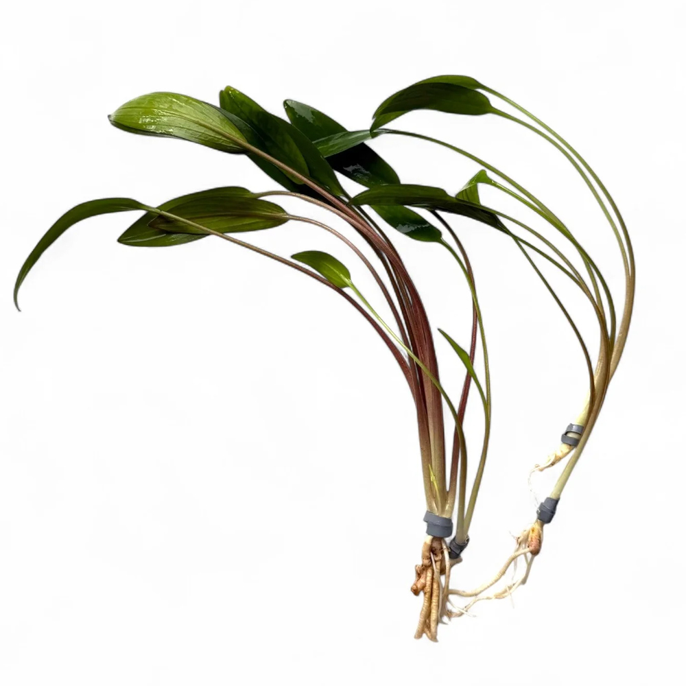 Cryptocoryne willisii ADET