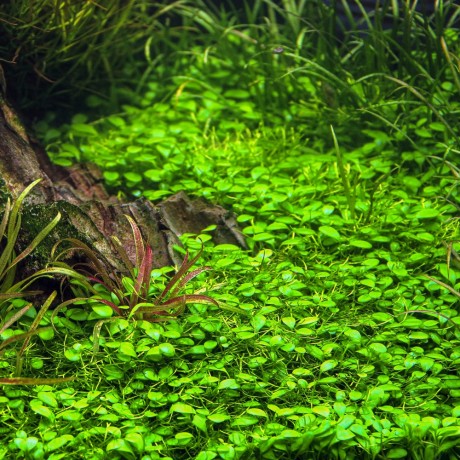 Glossostigma Elatinoides T/C CUP