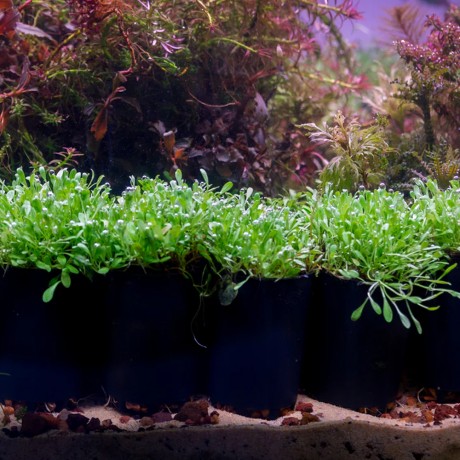 Glossostigma Elatinoides T/C CUP