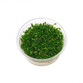 Glossostigma Elatinoides T/C CUP