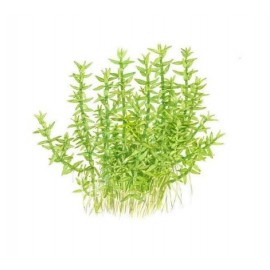 Gratiola viscidula TEK DAL