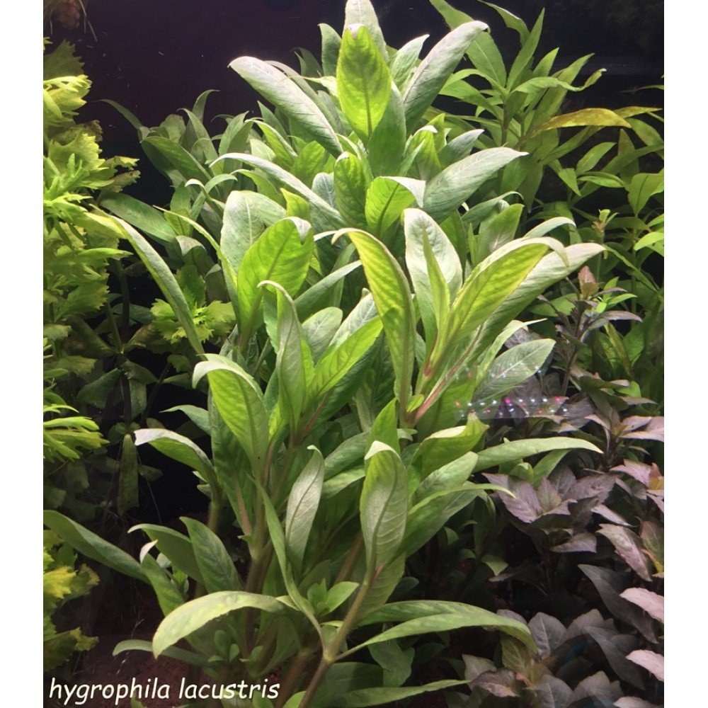 Hygrophila lacustris SAKSI