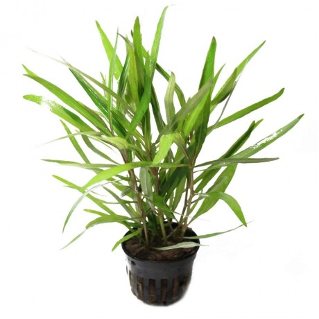 Hygrophila lancea SAKSI