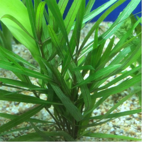 Hygrophila lancea SAKSI