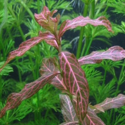 Hygrophila rosanervis ADET