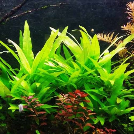 Hygrophila salicifolia ADET