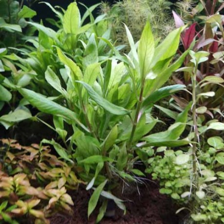 Hygrophila salicifolia ADET