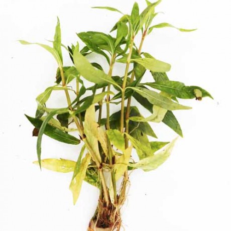 Hygrophila salicifolia ADET