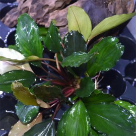 Bucephalandra green broad leaf