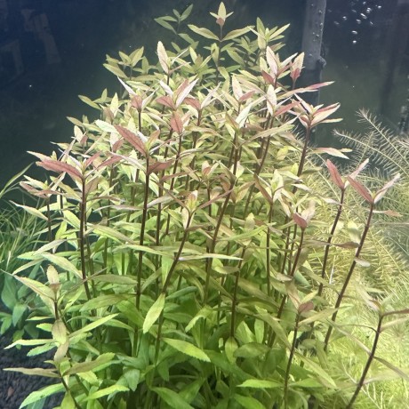 Limnophila aromatica red belem SAKSI