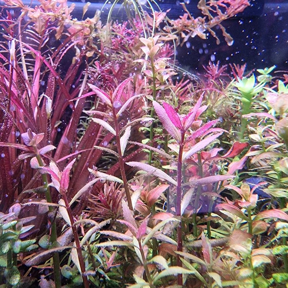 Limnophila aromatica red belem SAKSI
