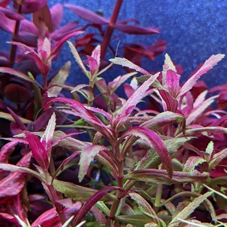 Limnophila aromatica red belem SAKSI