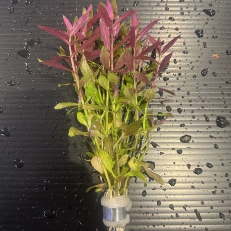 Limnophila aromatica red belem SAKSI