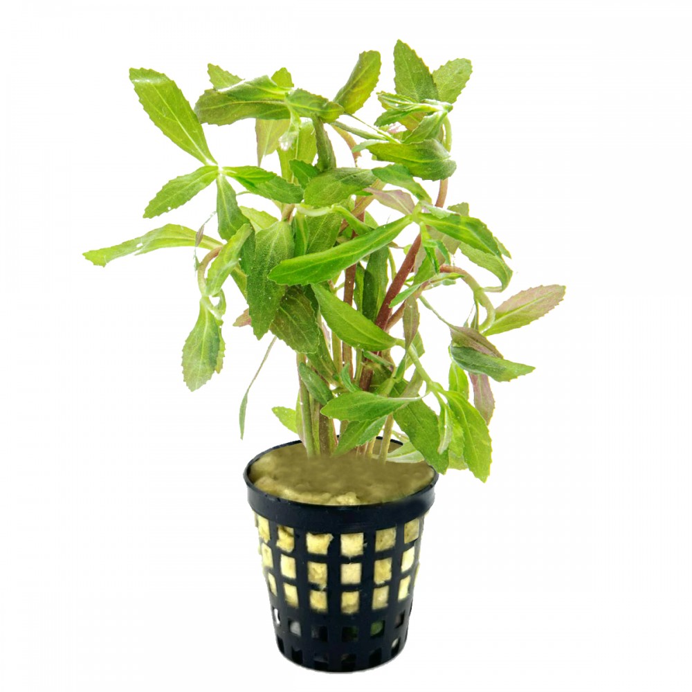 Limnophila aromatica red belem SAKSI