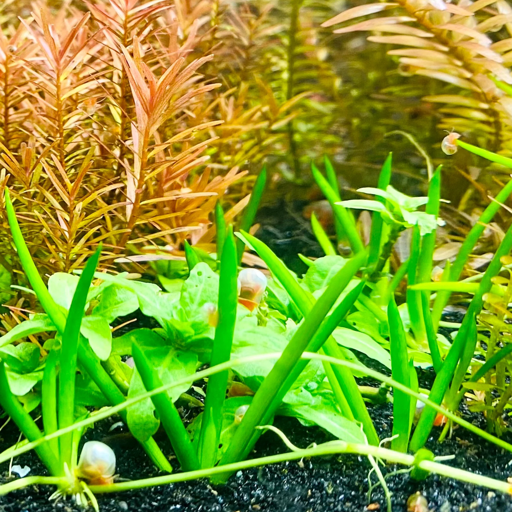 Littorella uniflora T/C CUP