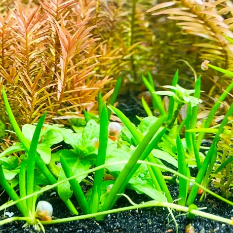 Littorella uniflora T/C CUP