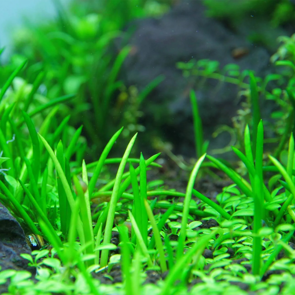 Littorella uniflora T/C CUP