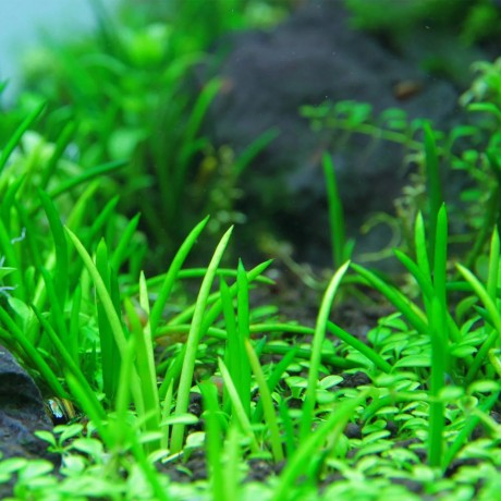 Littorella uniflora T/C CUP