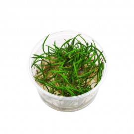 Littorella uniflora T/C CUP