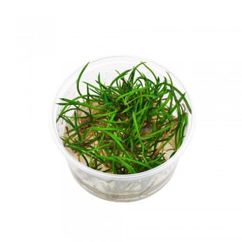 Littorella uniflora T/C CUP