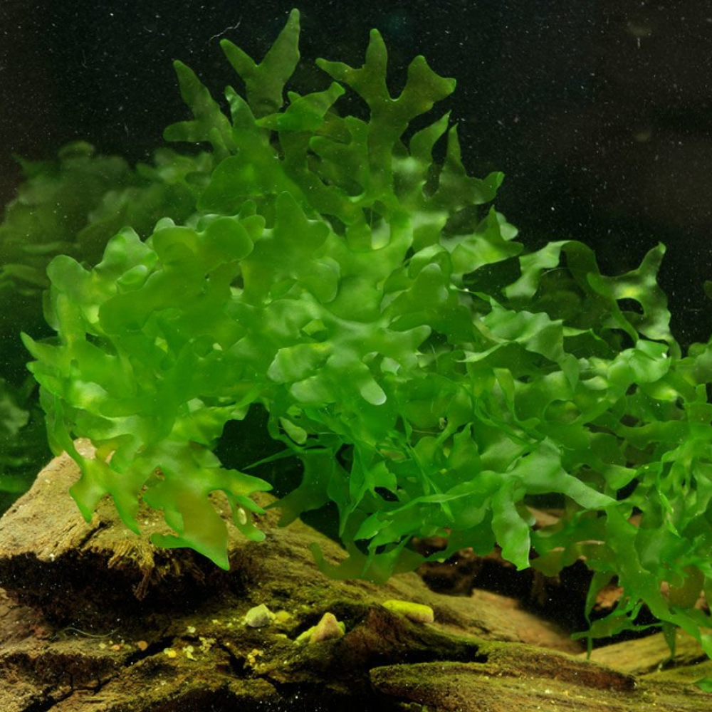 Lomariopsis lineata / Pellia Roundleaf Moss 5 gr