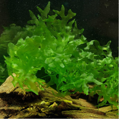 Lomariopsis lineata / Pellia Roundleaf Moss 5 gr