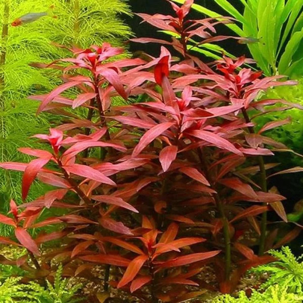 Ludwigia diamond SAKSI