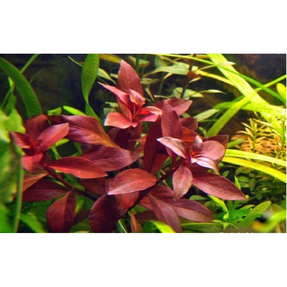 Ludwigia diamond SAKSI