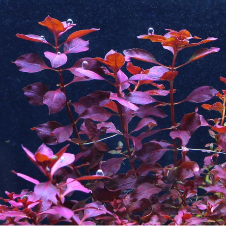 Ludwigia palustris red SAKSI