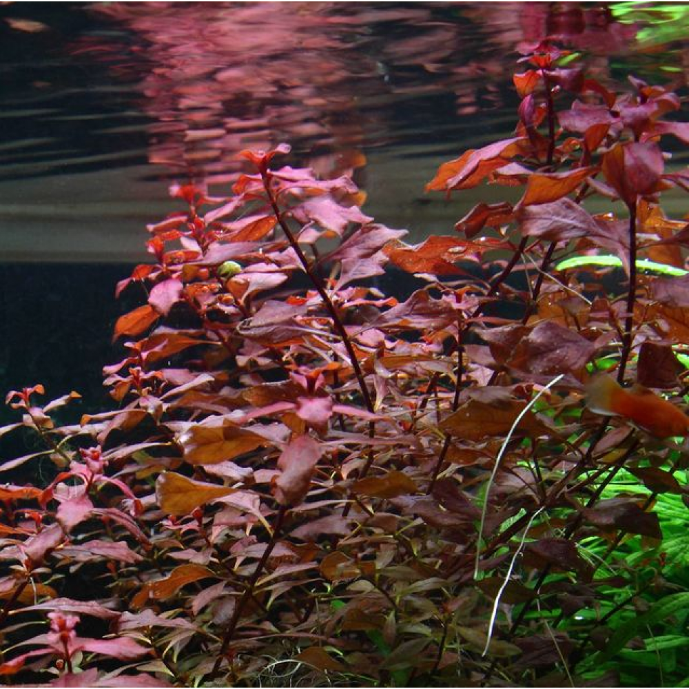 Ludwigia palustris red SAKSI