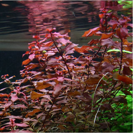 Ludwigia palustris red SAKSI