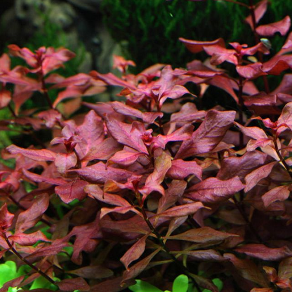 Ludwigia palustris red SAKSI