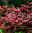 Ludwigia palustris red SAKSI
