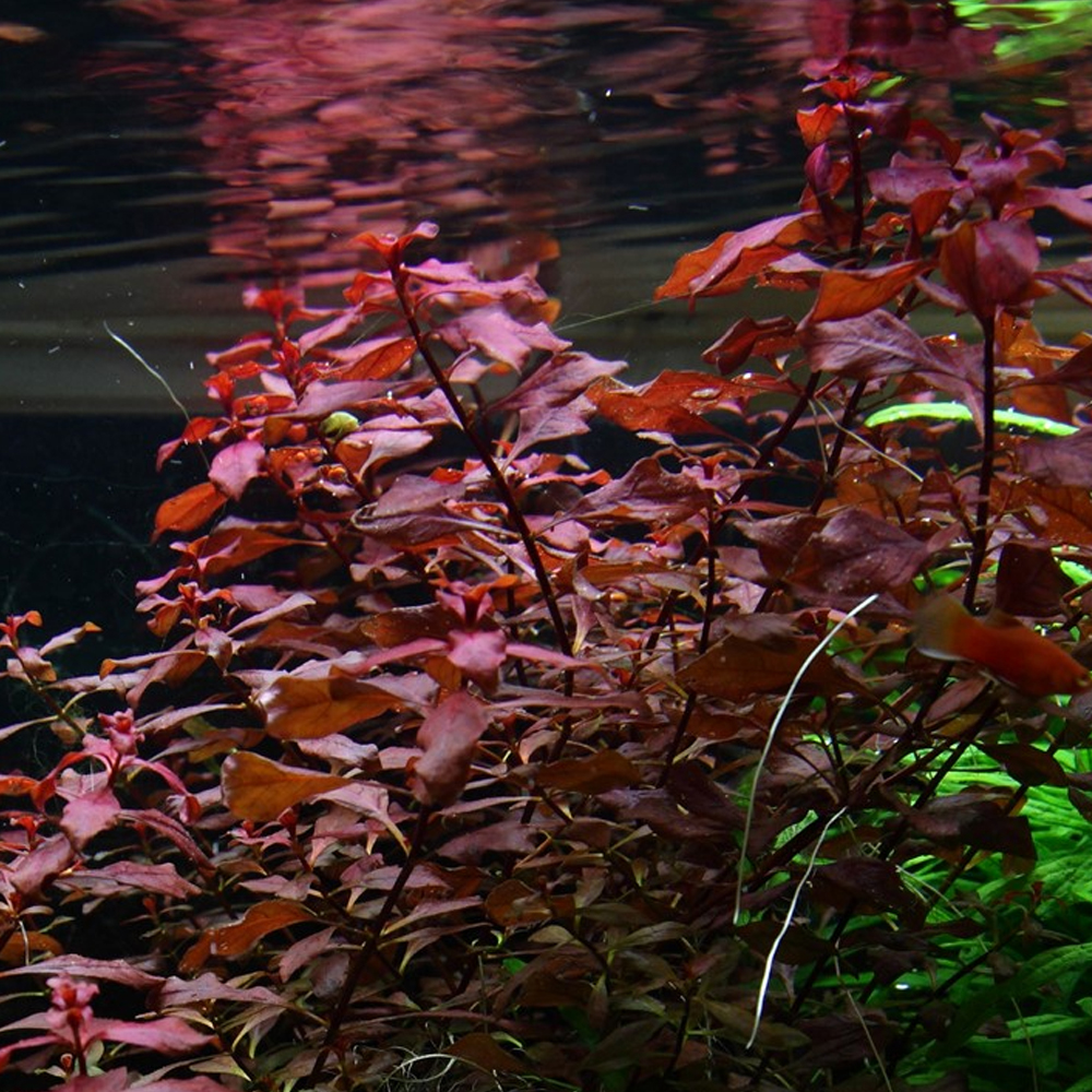Ludwigia palustris super red ADET