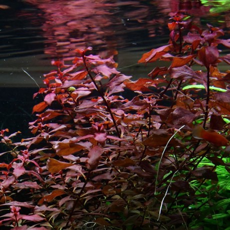 Ludwigia palustris super red DEMET