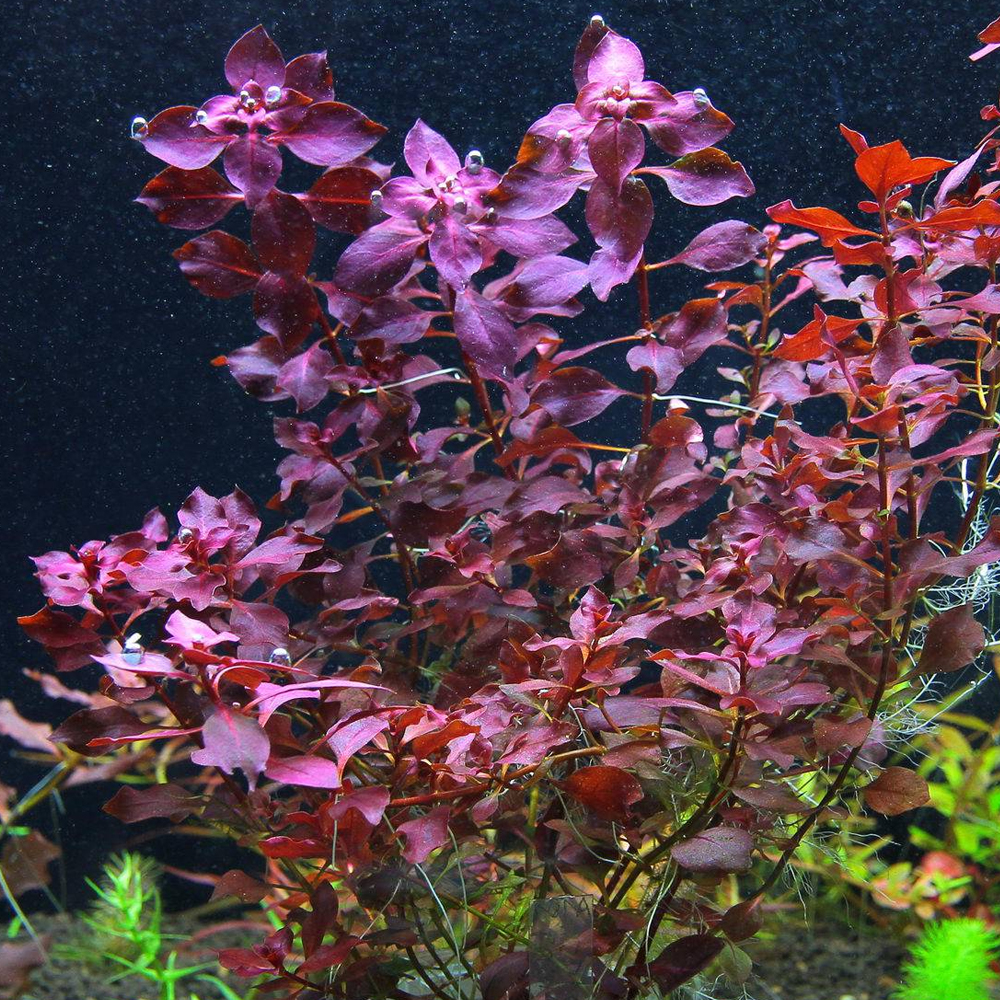 Ludwigia palustris super red ADET