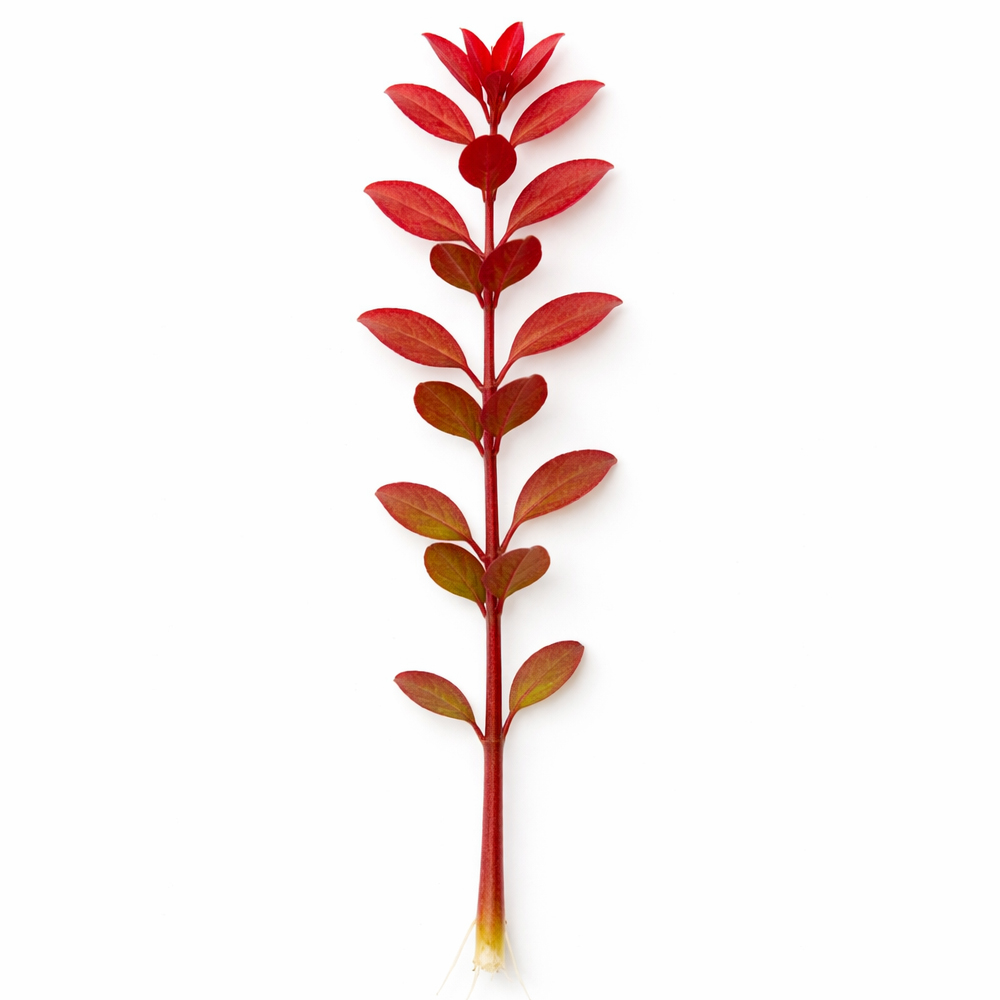 Ludwigia palustris super red ADET