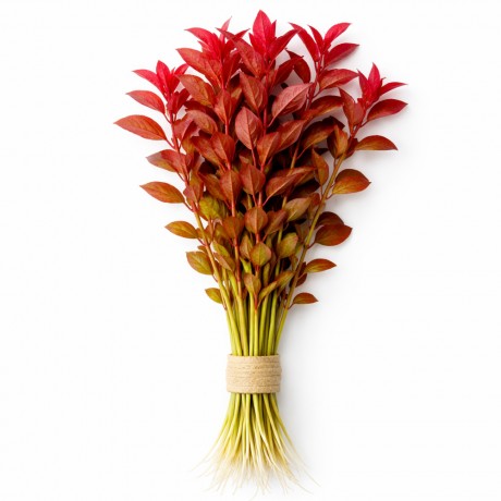 Ludwigia palustris super red DEMET