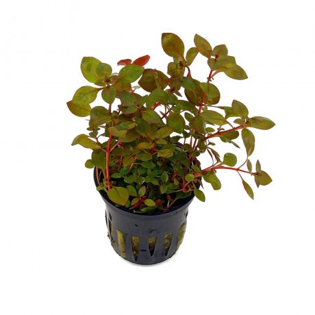 Ludwigia palustris super red DEMET