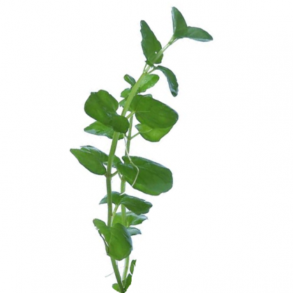 Lysimachia nummularia green ADET