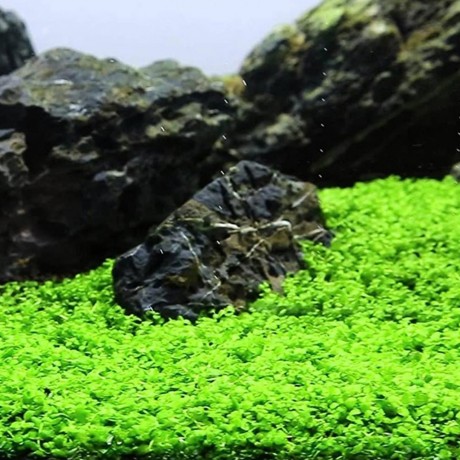 Micranthemum monte carlo T/C CUP